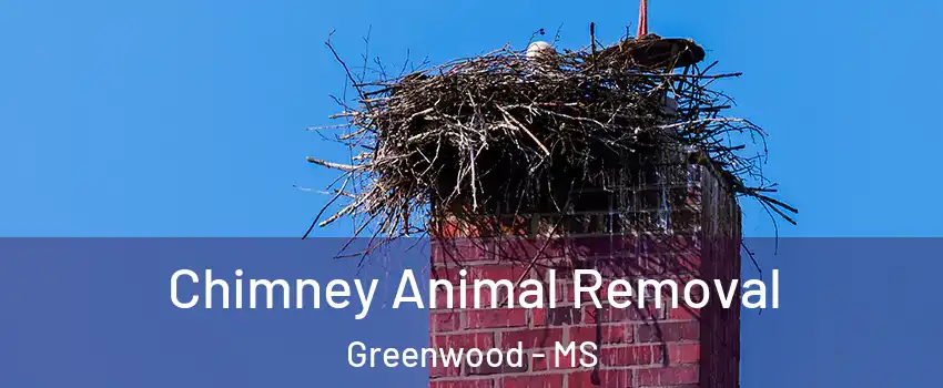  Chimney Animal Removal Greenwood - MS