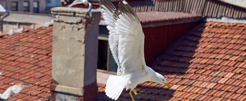 Residential Chimney Animal Removal Solution in Greenwood, MS